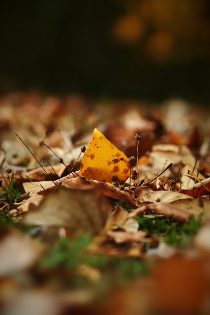 界足壇的顯 界足壇的顯